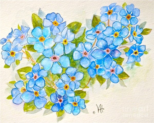 Незабудки цветными карандашами