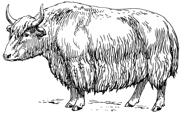 Як животное