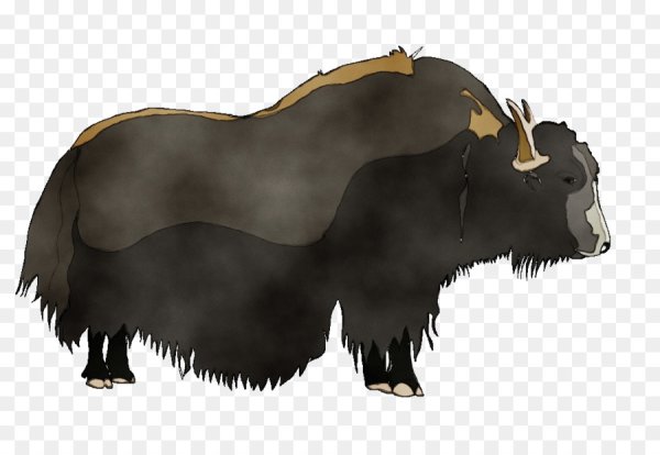 Овцебык на белом фоне