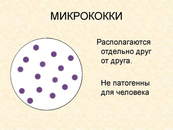 Грамположительные кокки. Микрококки.