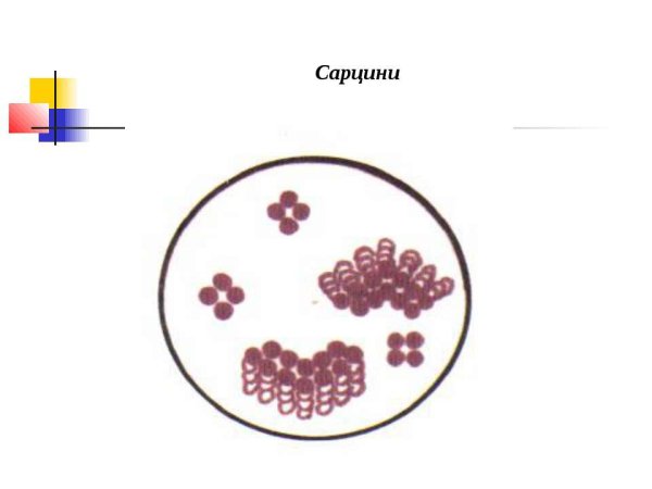 Сарцины кокки