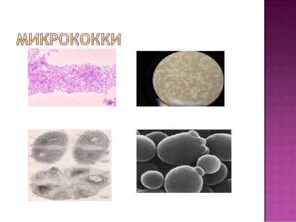 Кокки микрококки