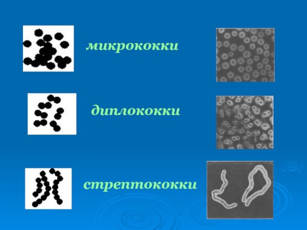 Микробиология микрококки, диплококки