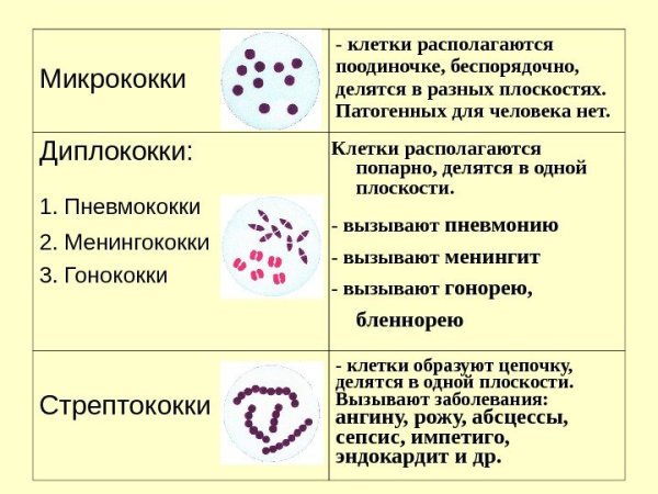 Морфология микроорганизмов микрококки