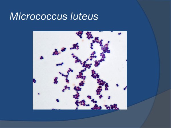 Микрококки Лютеус