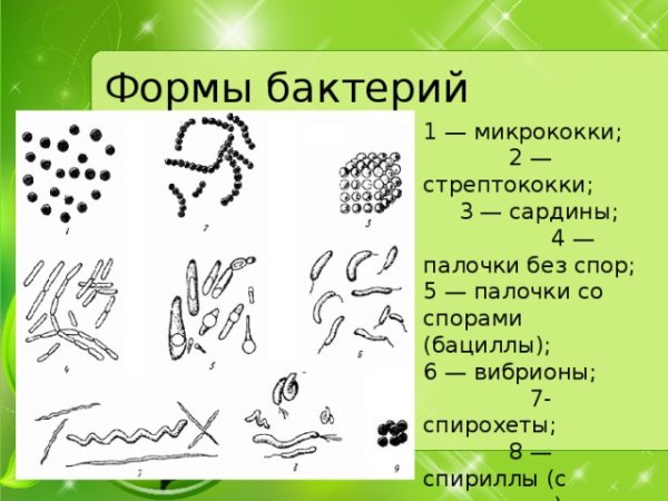 Микрококки диплококки тетракокки сарцины стрептококки стафилококки