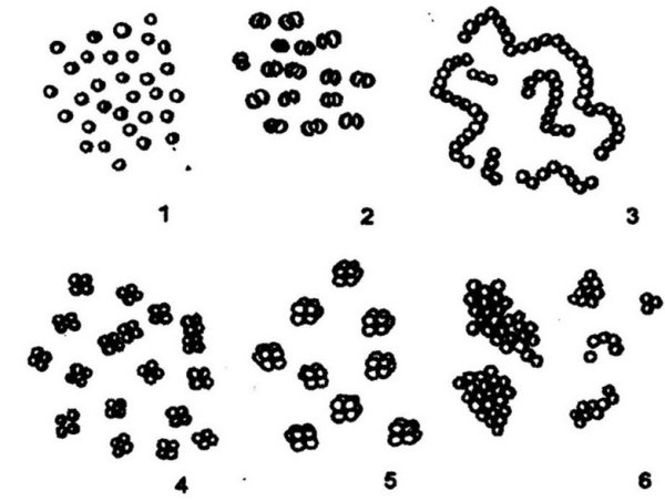 Формы бактерий микрококки стрептококки