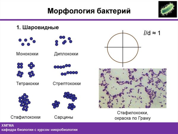 Морфология микроорганизмов микрококки