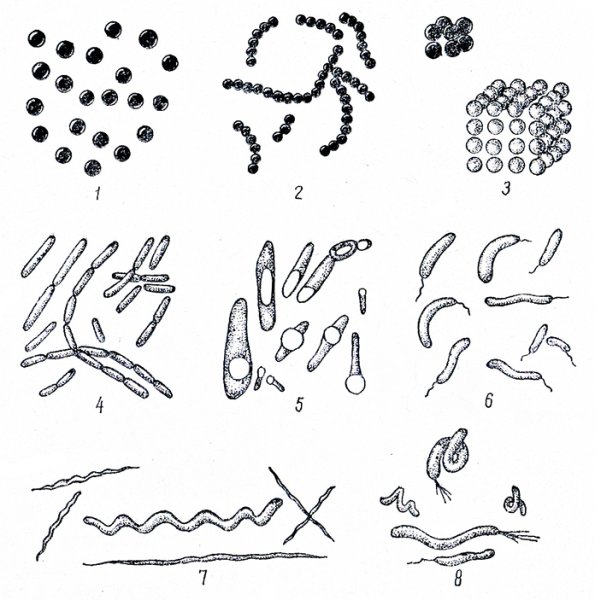 Формы бактерий микробиология микрококки
