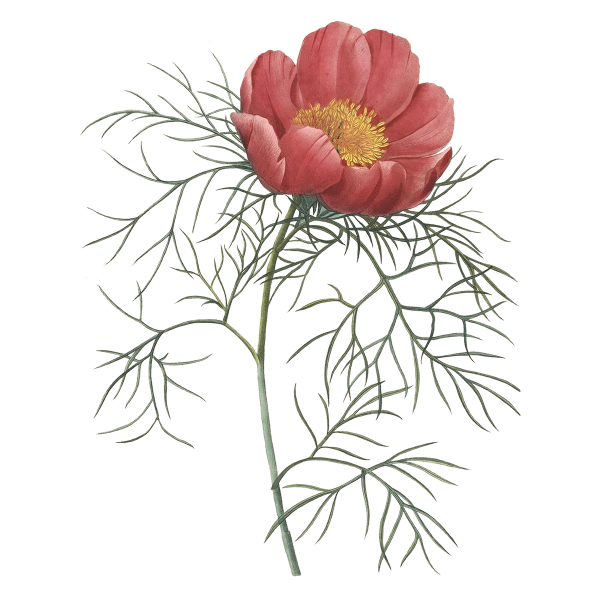 Пьер Жозеф редуте Ботанический атлас