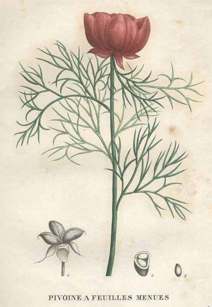 Пион тонколистный Ботанический атлас