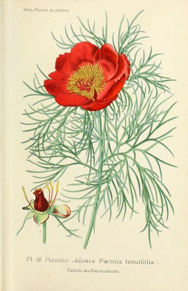 Пион тонколистный нарисовать