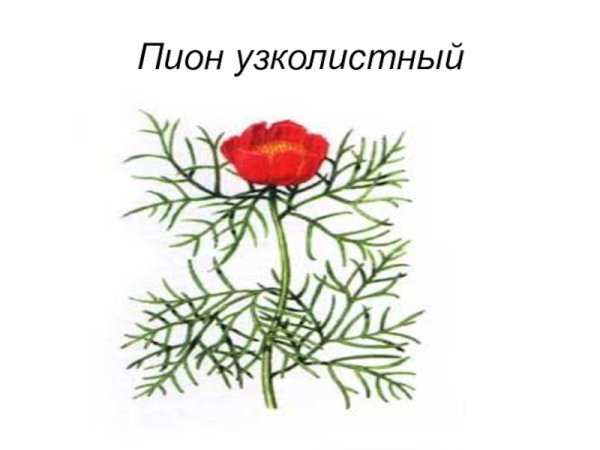 Пион тонколистный черно белый