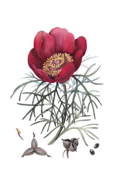 Пион узколистный