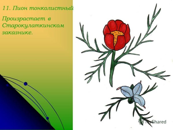 Пион тонко лиственеый рисунок