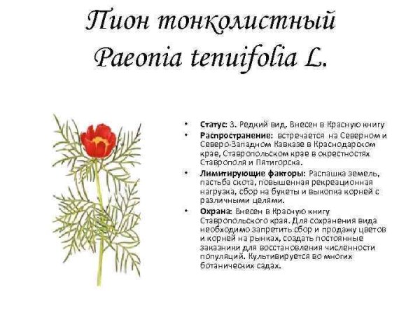 Пион тонколистный красная книга описание