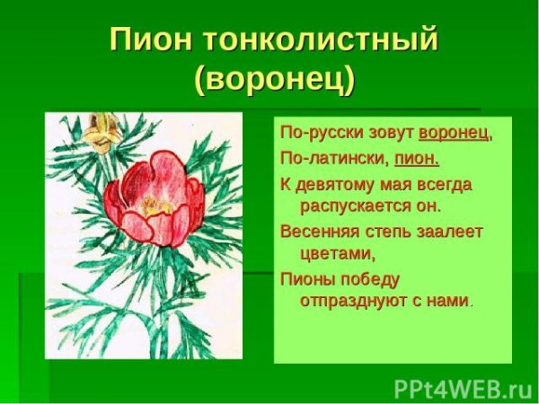 Пион тонколистный строение