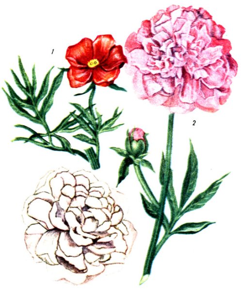 Пион тонколистный черно белый