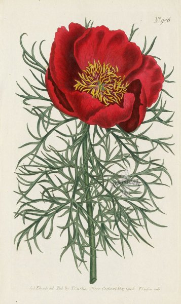 Пион тонколистный Ботанический атлас