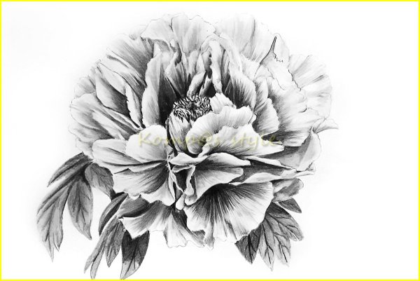 Пион тонколистный черно белый