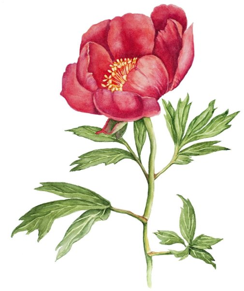 Пион узколистный красная книга Ростовской области