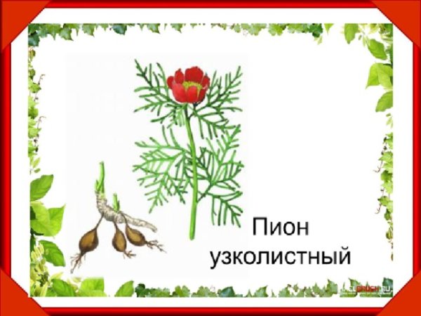 Пион тонколистный красная книга Белгородской области