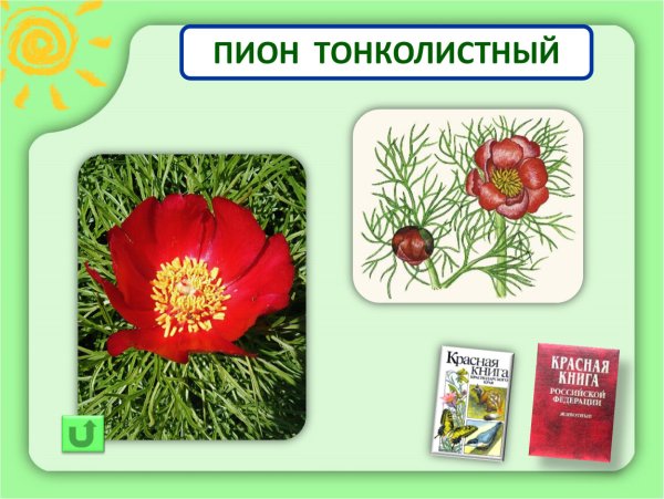 Схема рисования пиона