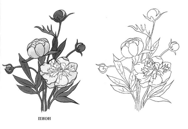 Пион тонколистный