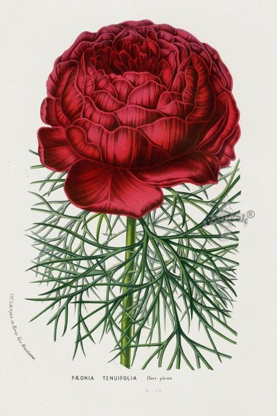 Пион тонколистный контур