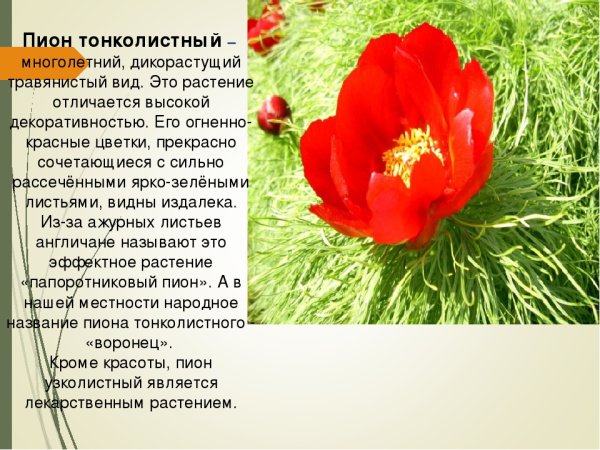 Пион тонколистный