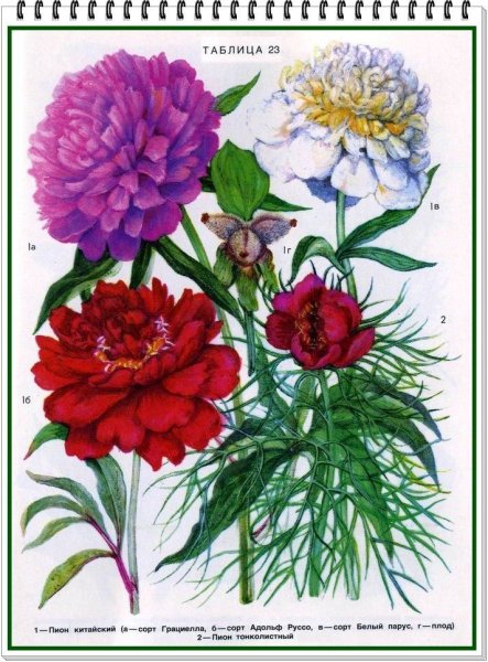 Раскраска адонис-горицвет