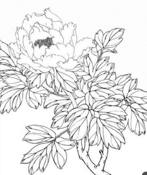 Пион тонколистный раскраска