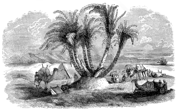 Три пальмы Оазис Лермонтов