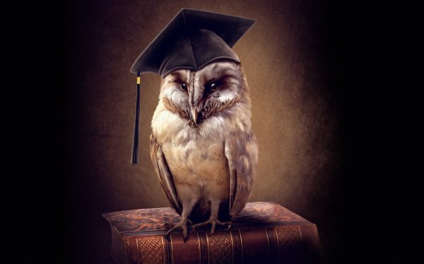 Сова символ мудрости