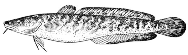 Налим карандашом