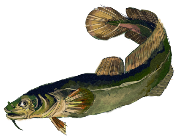 Налим рыба рисоваться