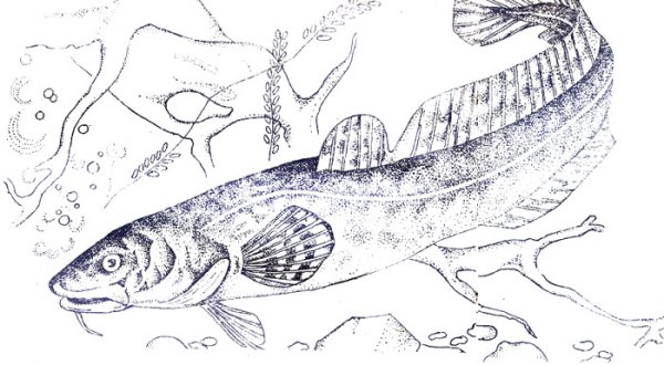 Раскраска налим Чехов