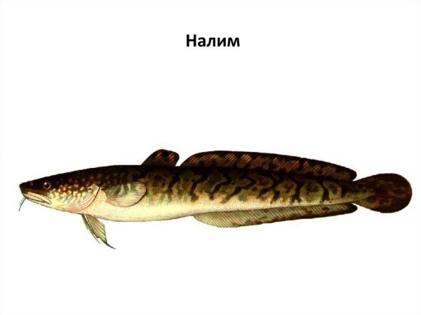 Налим рыба на белом фоне