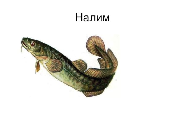 Налим рыба