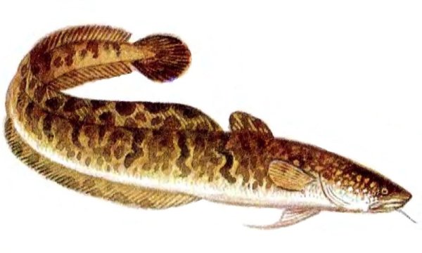 Белый налим рыба