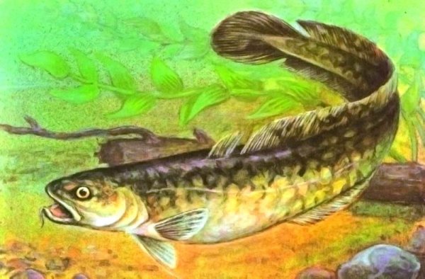 Налим для детей