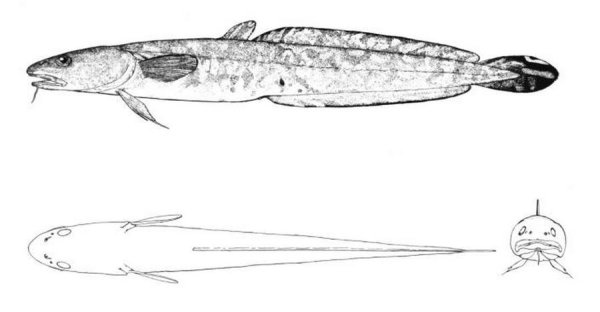 Налим рисунок для детей