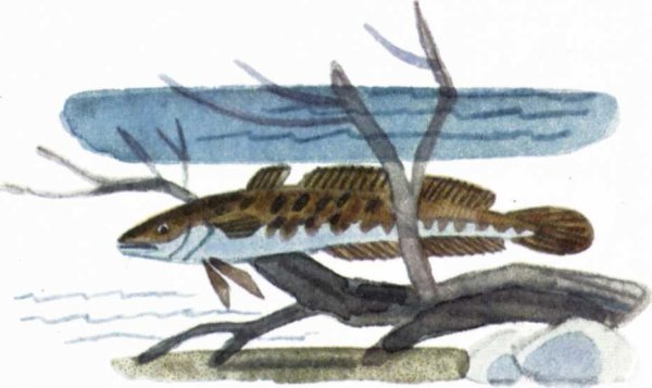 Иллюстрация к произведению Чехова налим