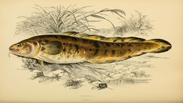 Картина налим