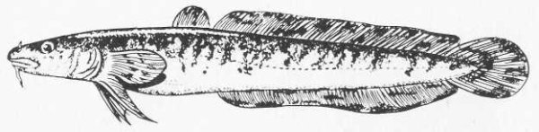 Налим черно-белый