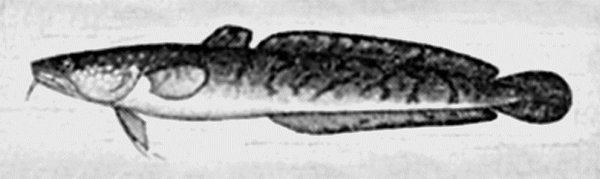 Налим карандашом