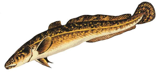 Налим (lota lota)