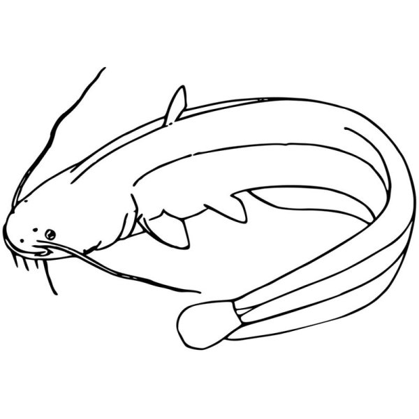 Раскраска рыба сом