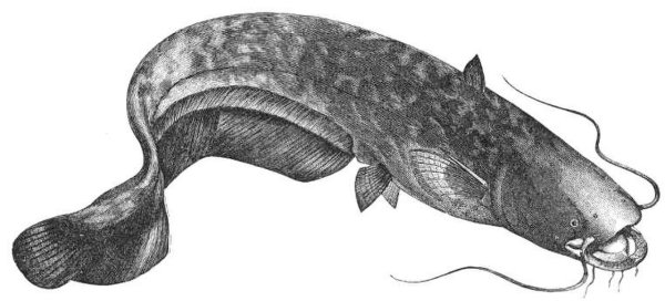 Сом - Silurus GLANIS L.