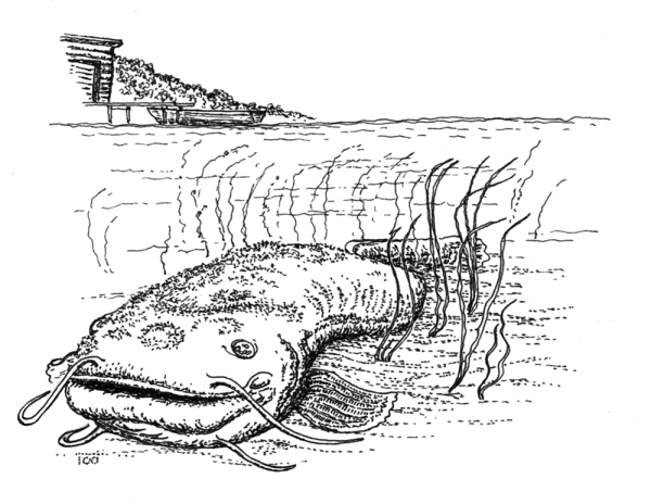 Нарисовать налима